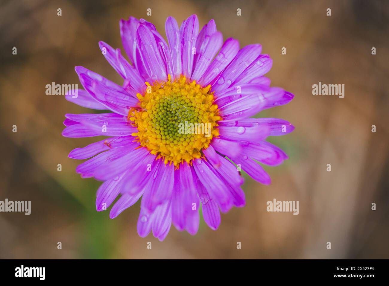 Aster pourpre Banque D'Images