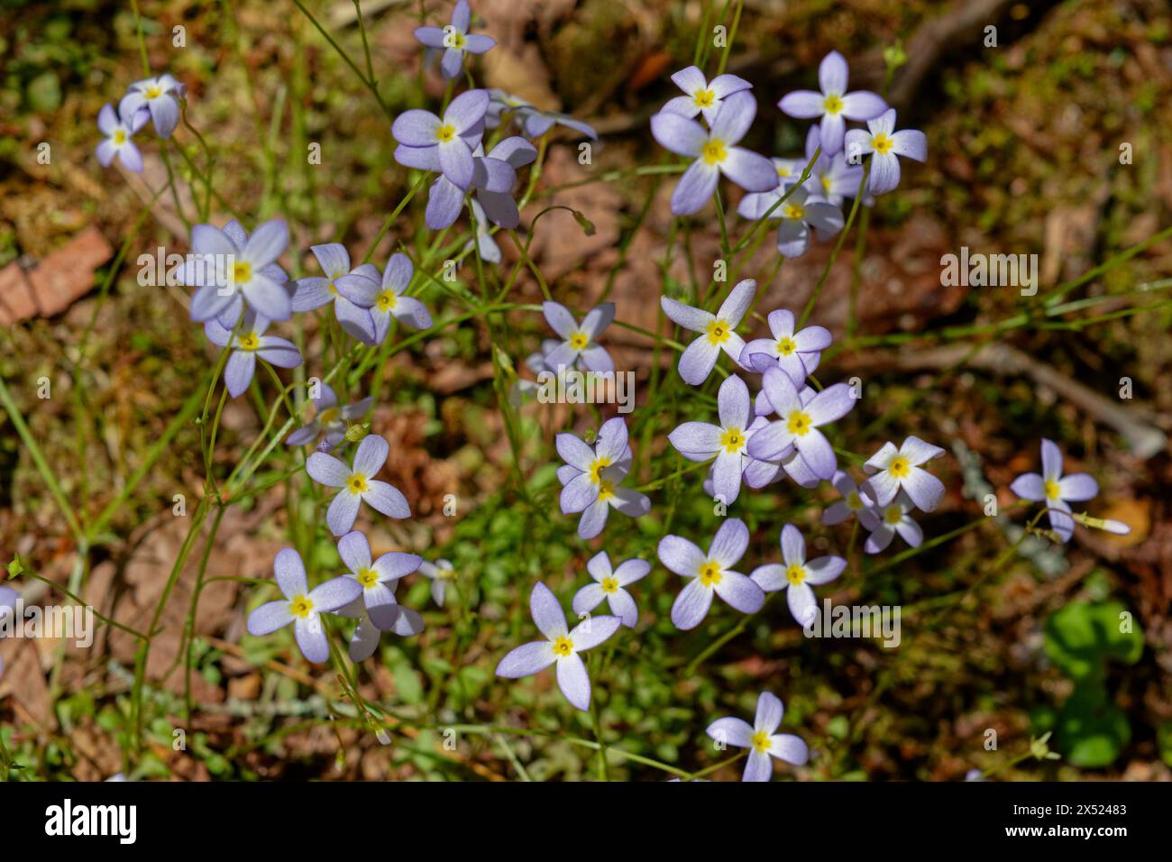 En regardant du haut vers le bas vers le sol à la lumière violet minuscule quatre fleurs lobées sur des tiges poussant en grappes appelées bluets ou quaker Ladies dans le Banque D'Images En regardant du haut vers le bas vers le sol à la lumière violet minuscule quatre fleurs lobées sur des tiges poussant en grappes appelées bluets ou quaker Ladies dans le Banque D'Images