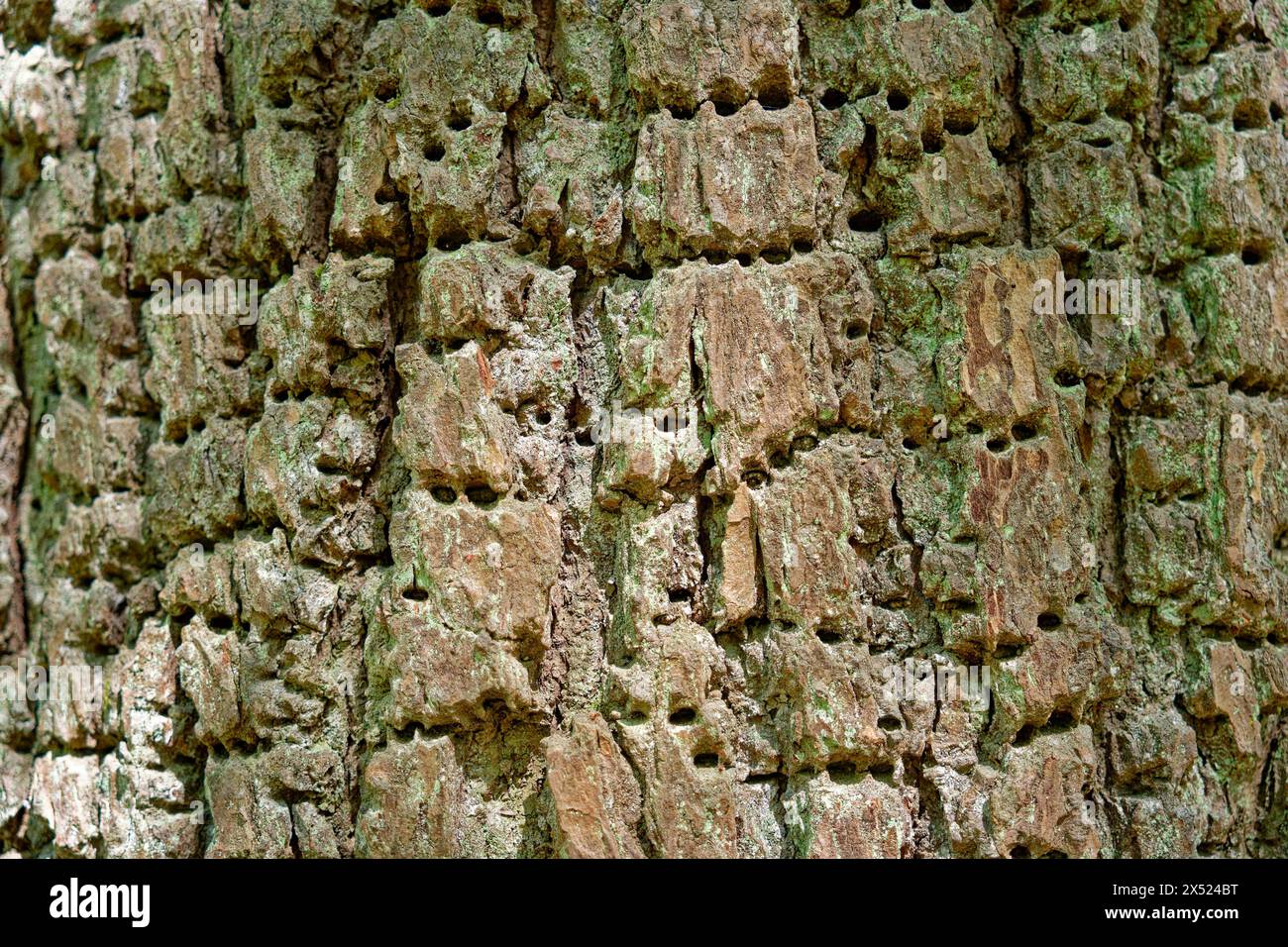 Gros plan de l'écorce de pin volumineuse avec de minuscules trous tout autour et des algues vertes entre les utilisations pour les arrière-plans textures de fond copie espace wallpap Banque D'Images Gros plan de l'écorce de pin volumineuse avec de minuscules trous tout autour et des algues vertes entre les utilisations pour les arrière-plans textures de fond copie espace wallpap Banque D'Images