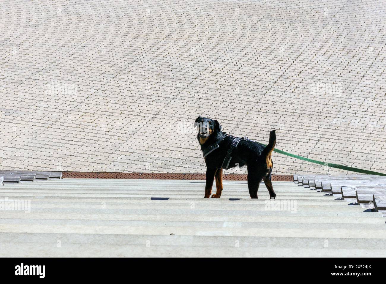 un chien noir se tient sur les marches de la scène Banque D'Images