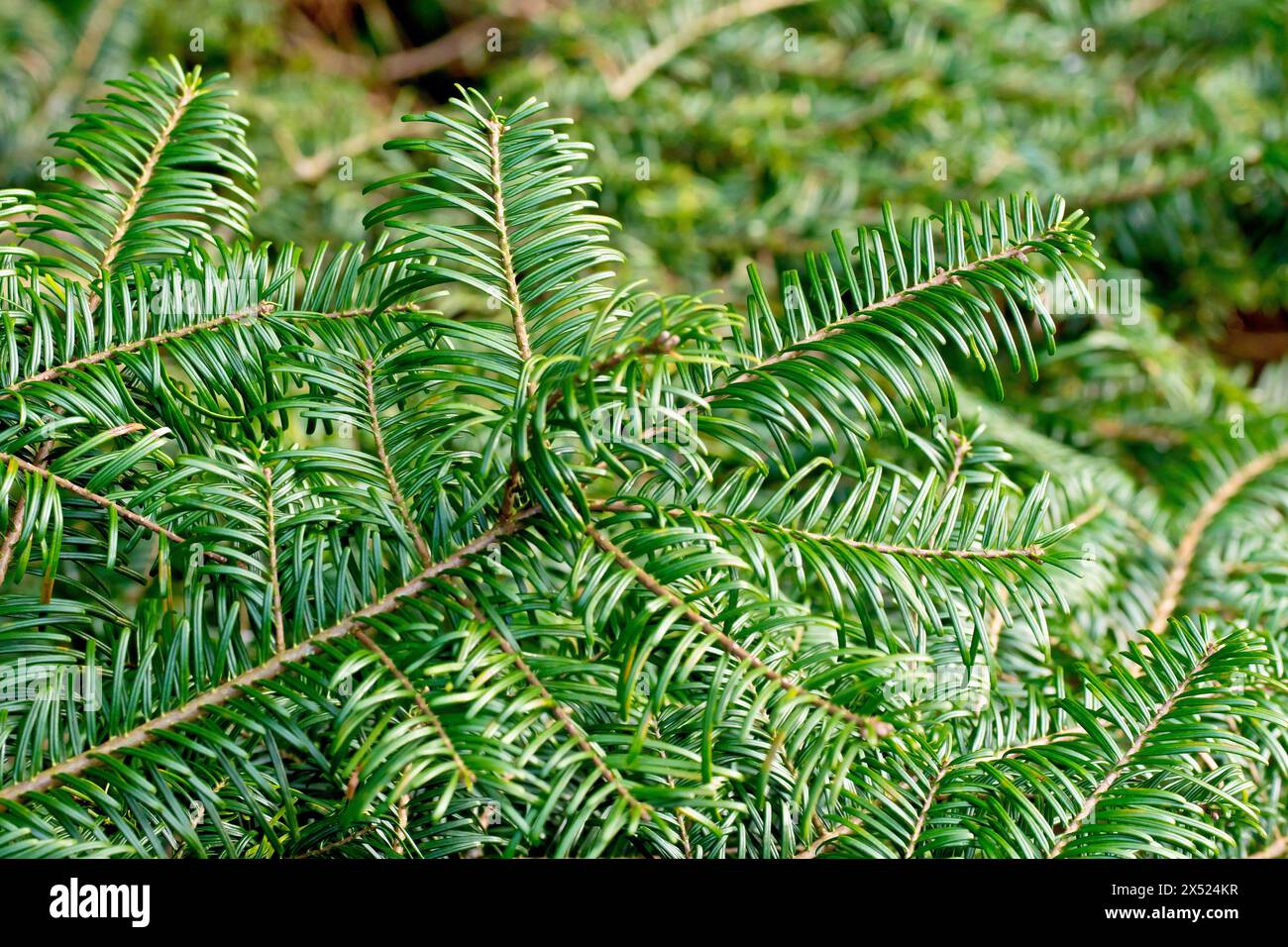 Épinette de pruche de l'Ouest (tsuga heterophylla), gros plan montrant les aiguilles vertes de l'arbre introduit couramment planté dans les forêts écossaises. Banque D'Images