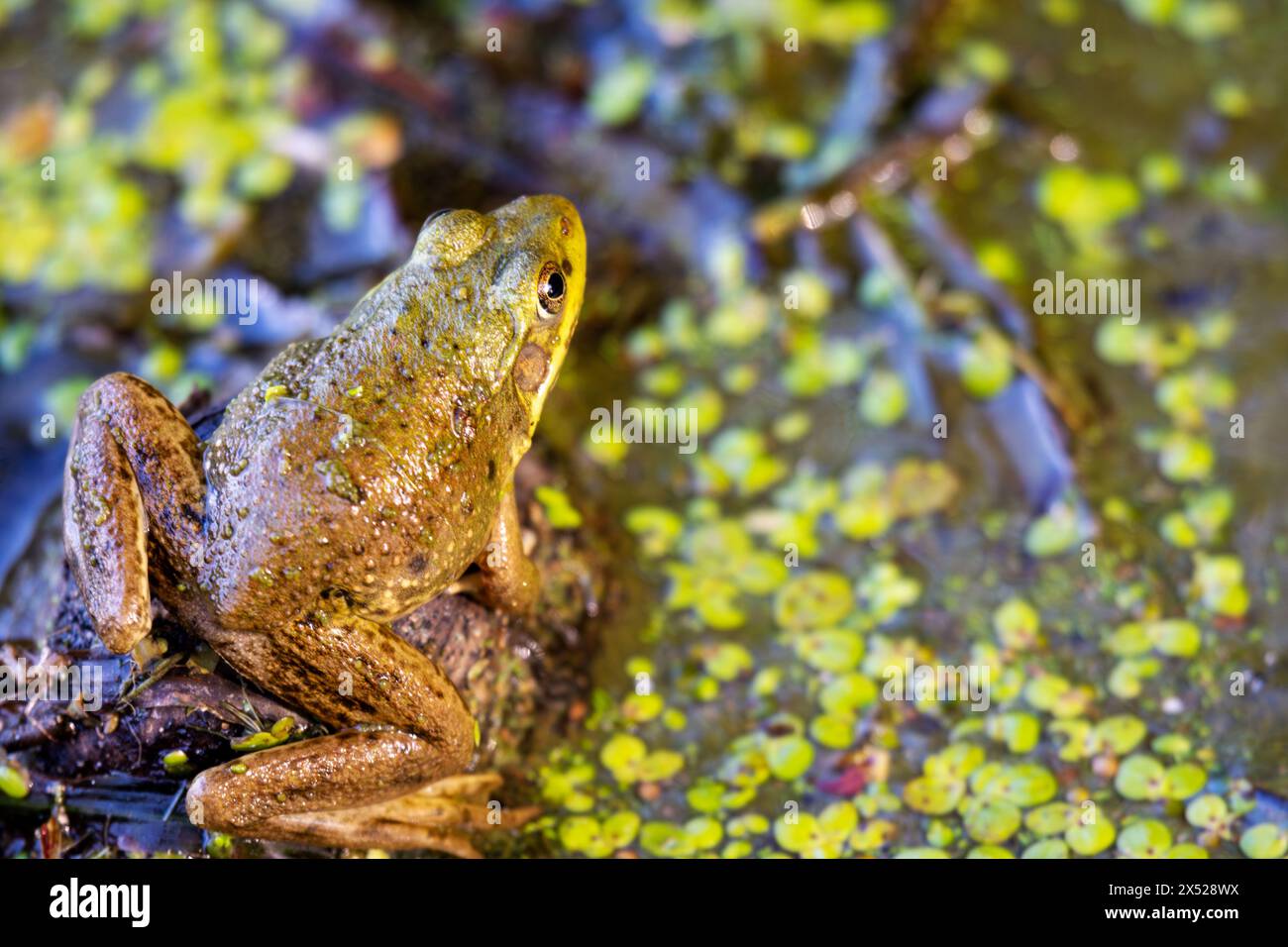 Une grenouille-taureau américaine est assise dans les peu profonds sur un lac du nord du Wisconsin. Banque D'Images