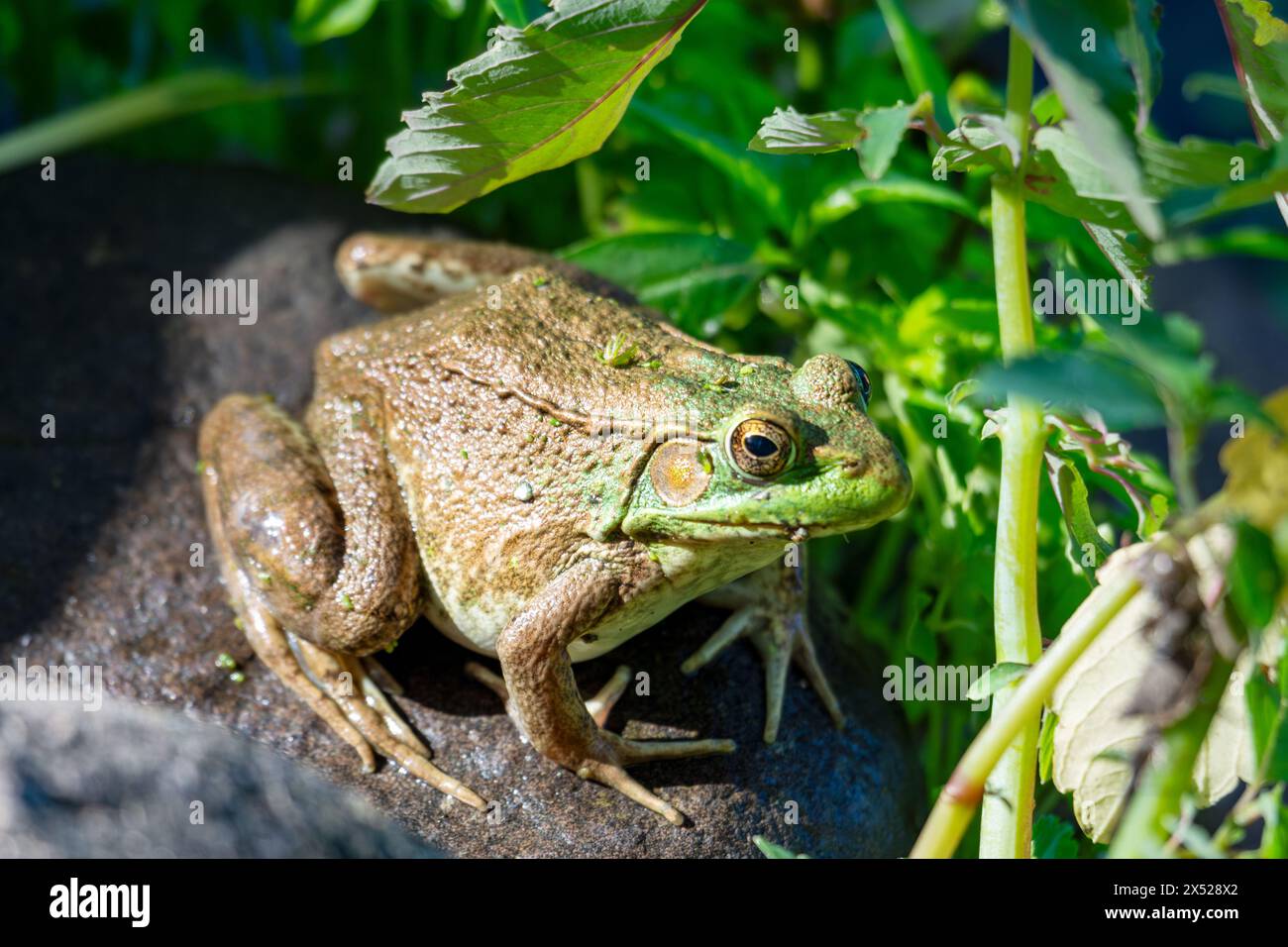 Une grenouille-taureau américaine est assise sur un rocher à côté d'un lac du nord du Wisconsin. Banque D'Images