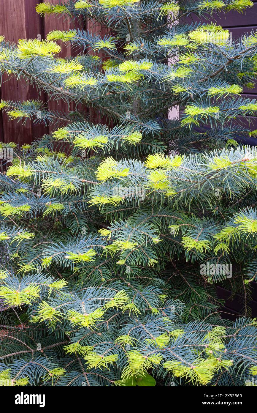 Nouvelles pousses fraîches sur un sapin blanc (Abies concolor) Banque D'Images