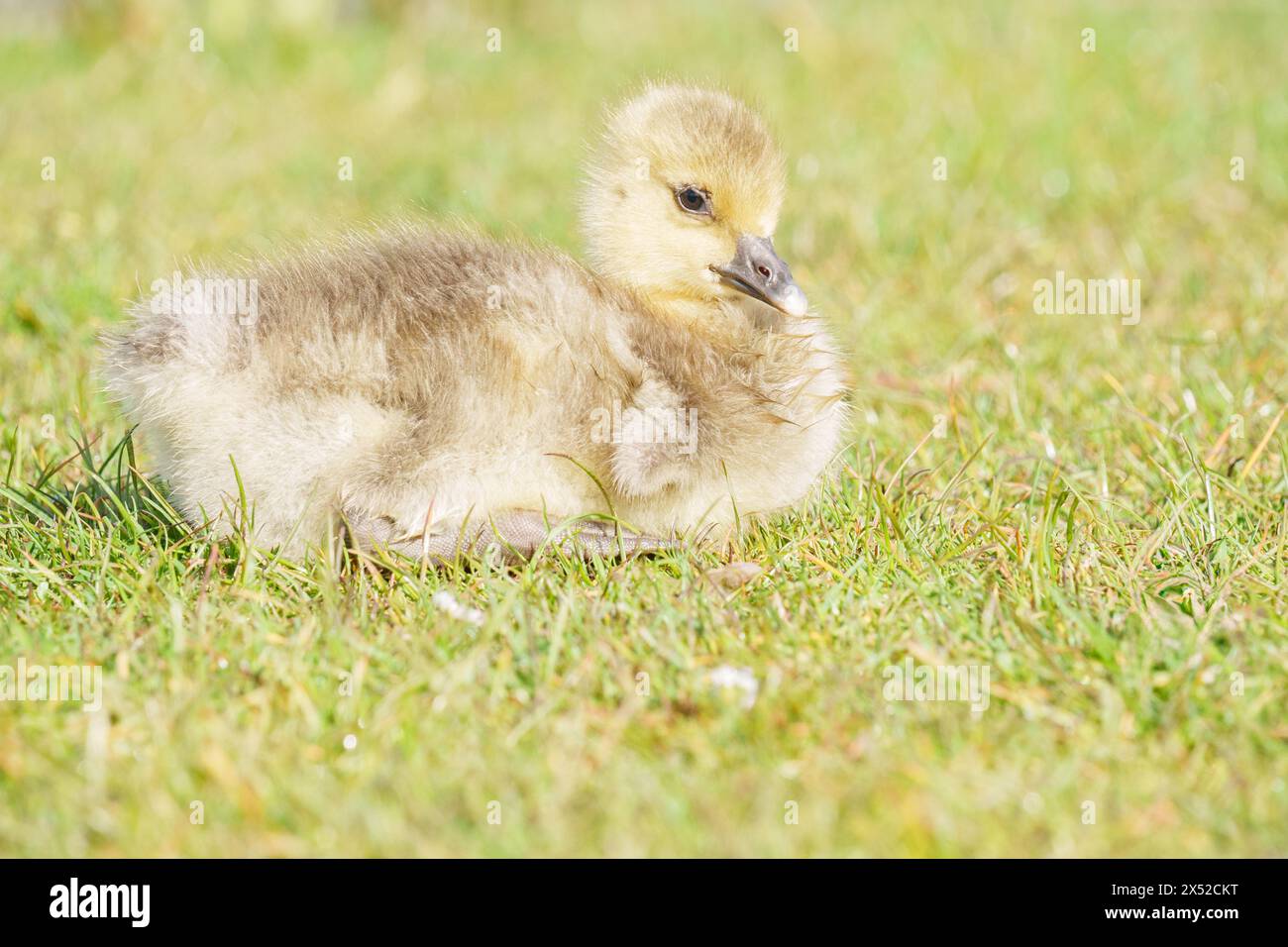 Gosling au Lakeside Country Park, Eastleigh, Hampshire Banque D'Images