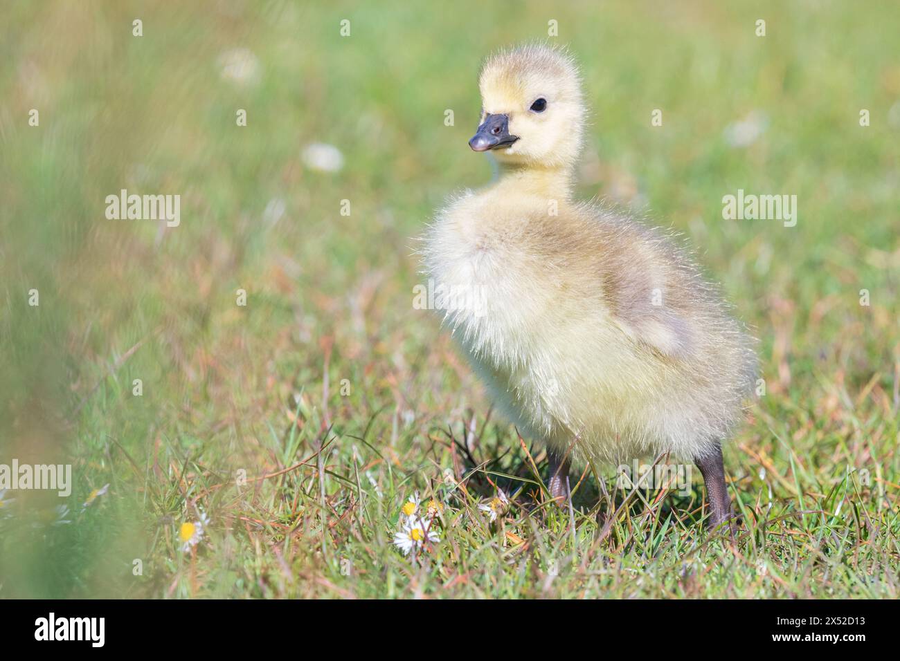 Gosling au Lakeside Country Park, Eastleigh, Hampshire Banque D'Images
