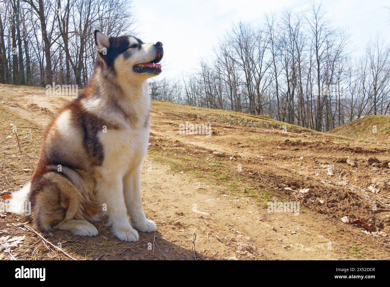 Alaska malamute dans la forêt du début du printemps Banque D'Images