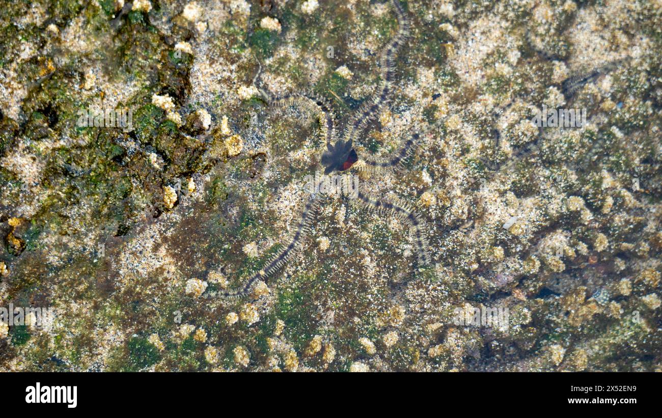 Ophiothrix fragilis (étoile cassante commune, étoile cassante poilue, Asteria cuvieri, Ophiocoma minuta). La coloration de cet animal est extrêmement variable Banque D'Images