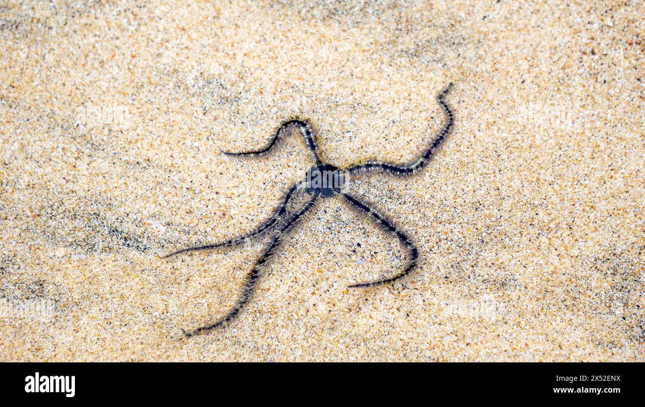 Ophiothrix fragilis (étoile cassante commune, étoile cassante poilue, Asteria cuvieri, Ophiocoma minuta). La coloration de cet animal est extrêmement variable Banque D'Images
