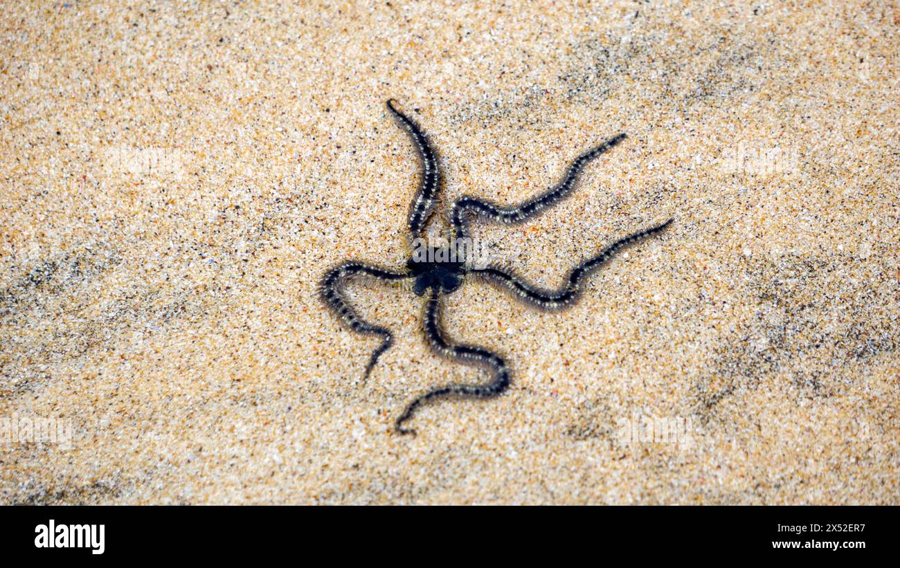 Ophiothrix fragilis (étoile cassante commune, étoile cassante poilue, Asteria cuvieri, Ophiocoma minuta). La coloration de cet animal est extrêmement variable Banque D'Images