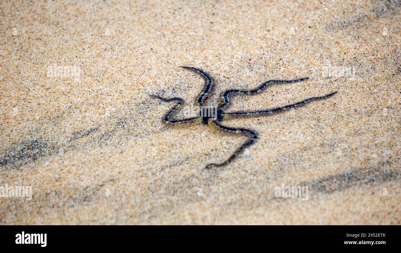 Ophiothrix fragilis (étoile cassante commune, étoile cassante poilue, Asteria cuvieri, Ophiocoma minuta). La coloration de cet animal est extrêmement variable Banque D'Images