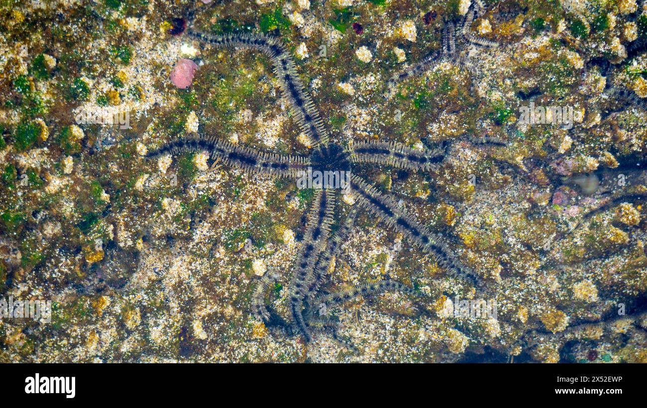 Ophiothrix fragilis (étoile cassante commune, étoile cassante poilue, Asteria cuvieri, Ophiocoma minuta). La coloration de cet animal est extrêmement variable Banque D'Images