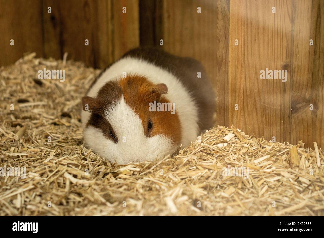 Hamster dans le zoo de Barcelone, Espagne, Europe, durabilité,préserver l'environnement,protéger la biodiversité Banque D'Images