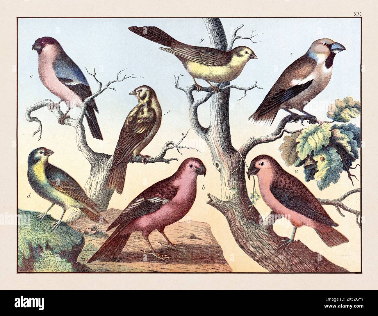 Vintage Bird illustration publié dans un livre allemand d'histoire naturelle au 19ème siècle, vers 1870. Banque D'Images