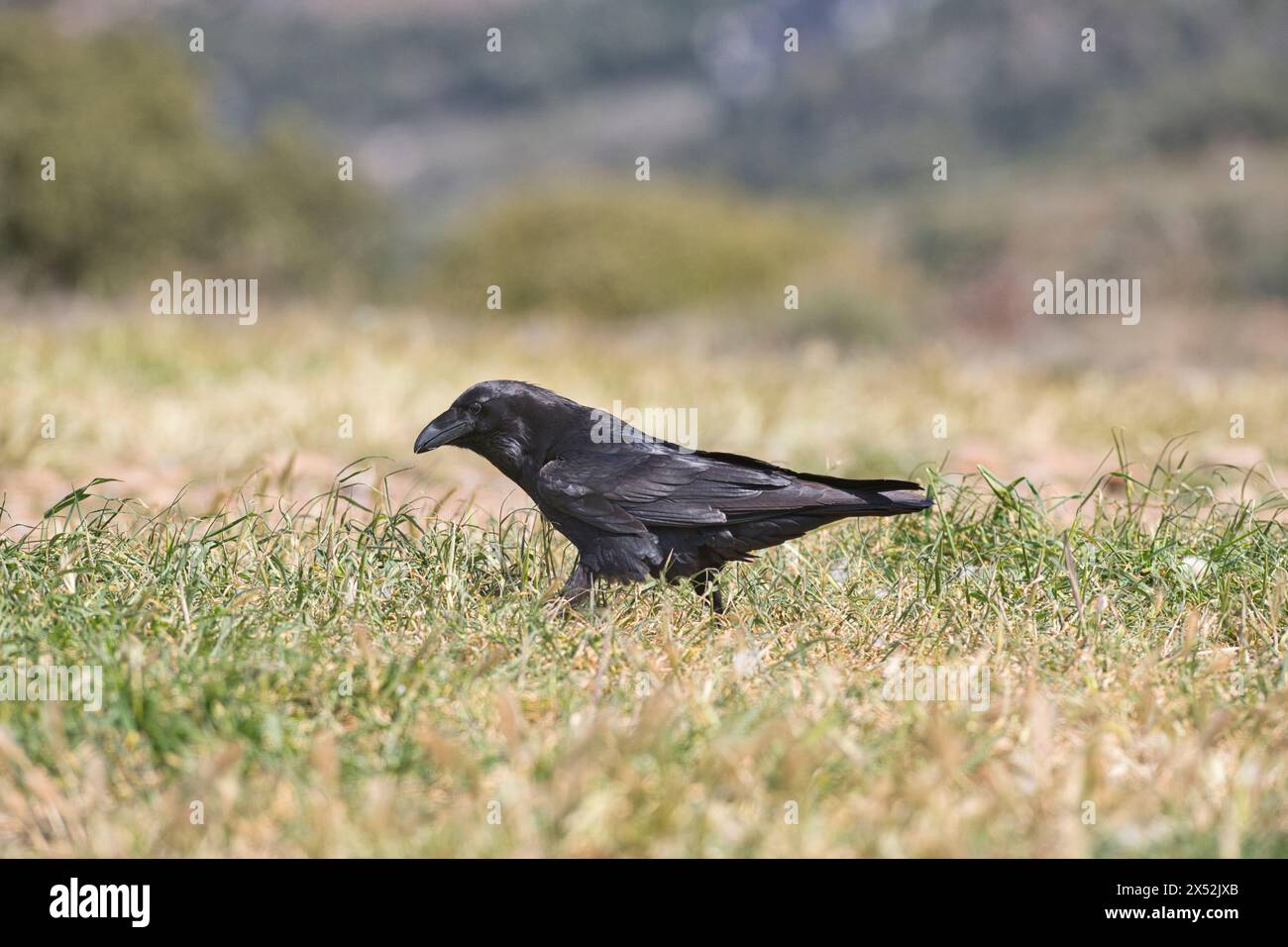 Raven (Corvus corax) se nourrissant sur le sol Banque D'Images