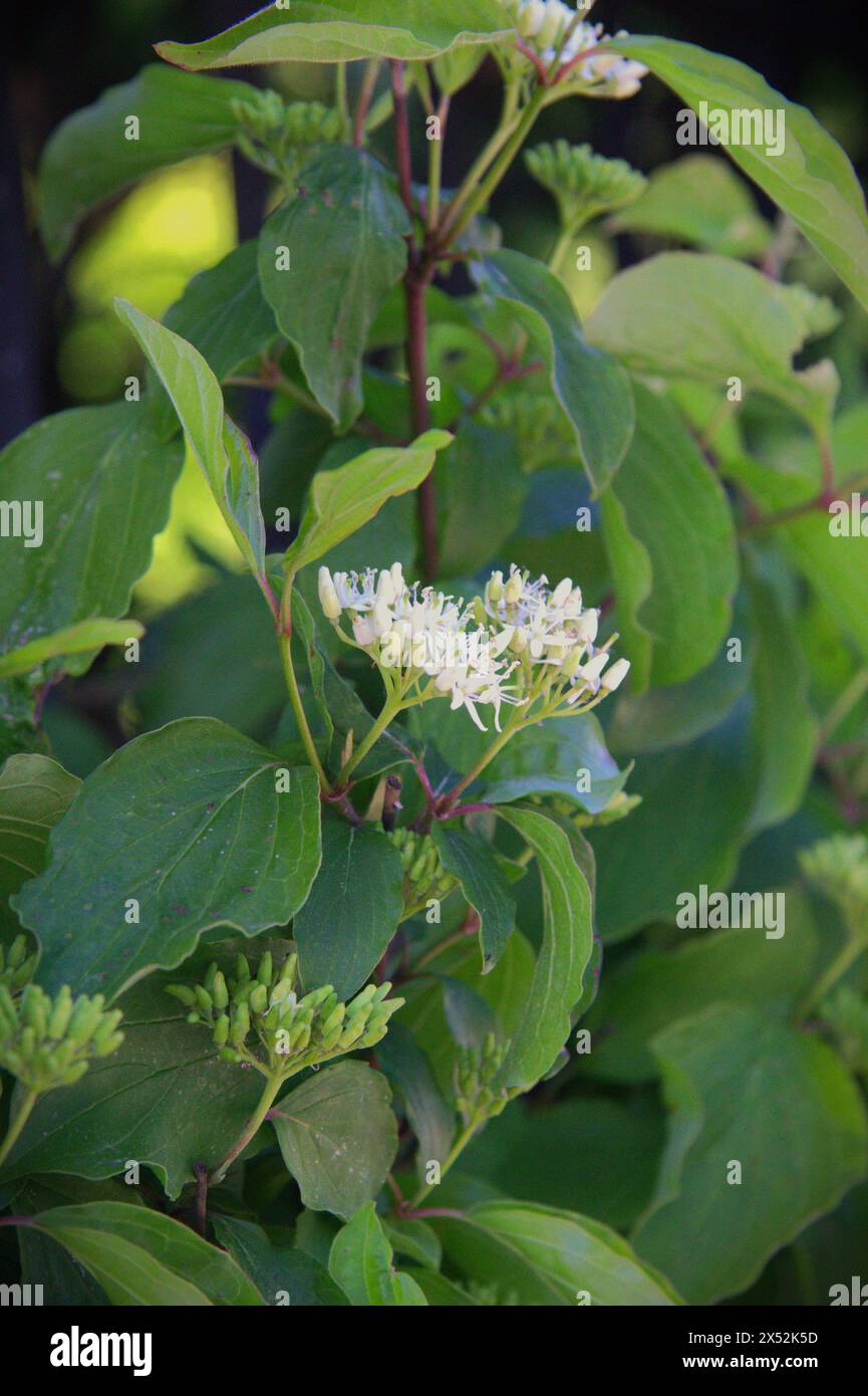 Cornus foemina (marais Dogwood) est un arbuste à fleurs caduques ou un petit arbre Banque D'Images