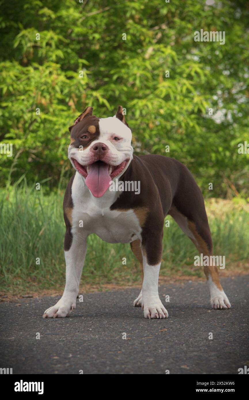 American Bully femelle Banque D'Images