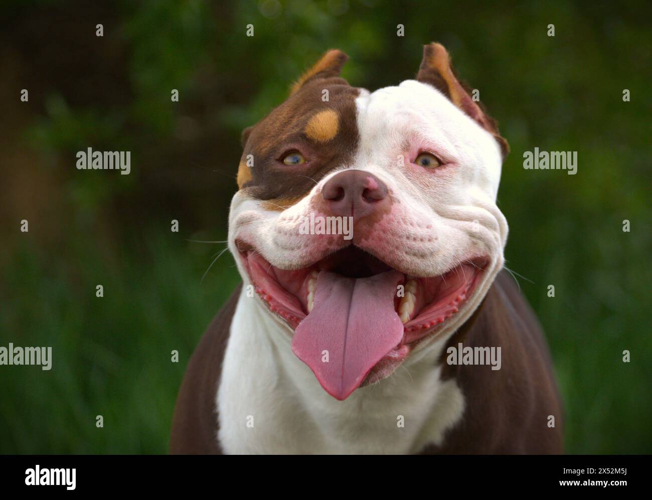 American Bully femelle Banque D'Images