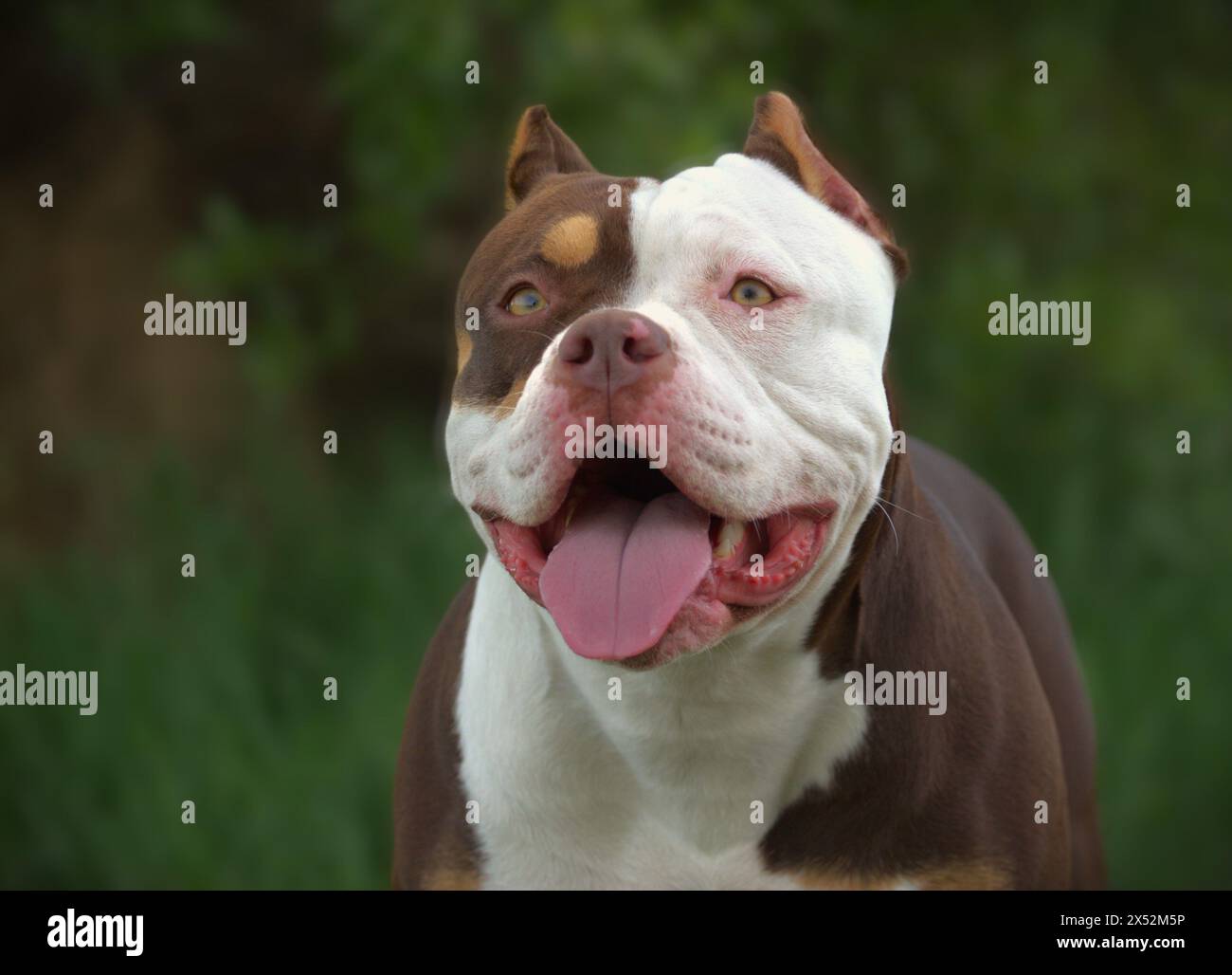 American Bully femelle Banque D'Images