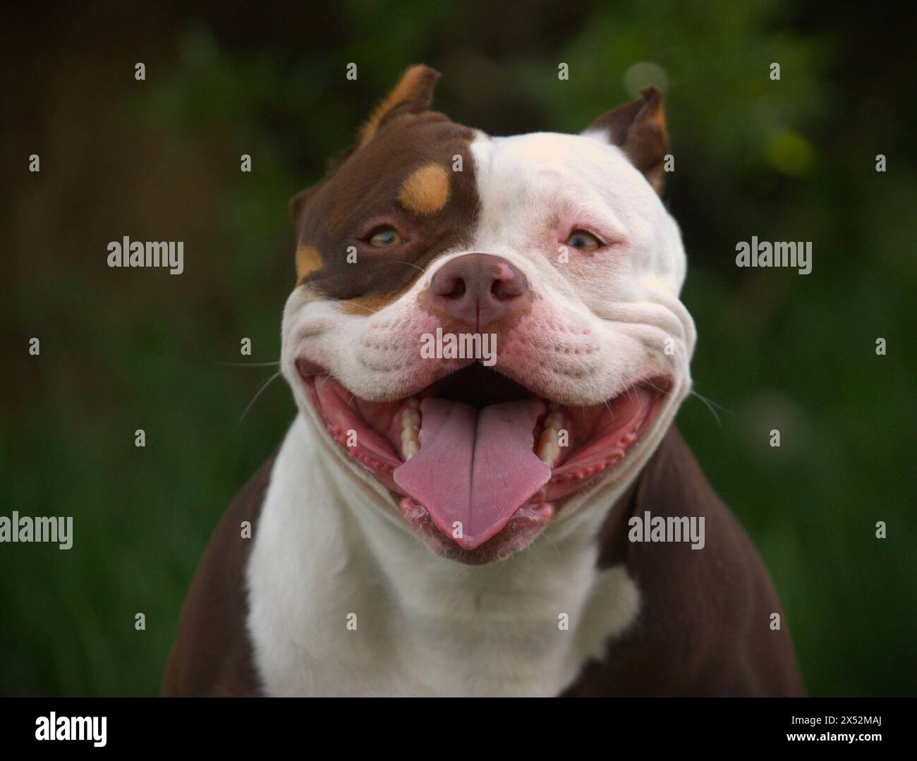 American Bully femelle Banque D'Images