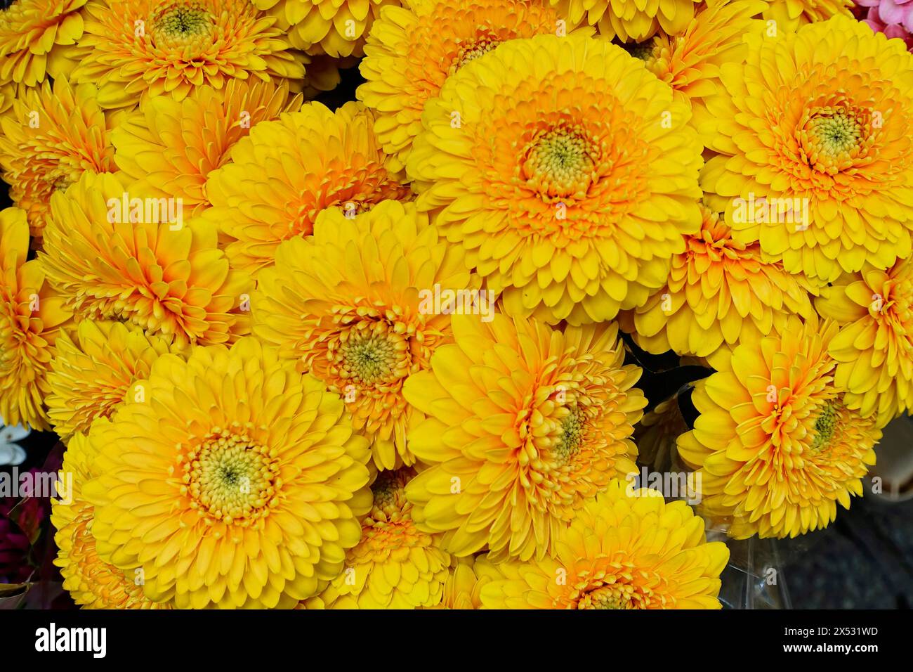 Plan macro de fleurs Gerber jaune vif Marguerite, vente de fleurs (Gerber Marguerite), gare centrale, Hambourg, ville hanséatique de Hambourg, Allemagne Banque D'Images