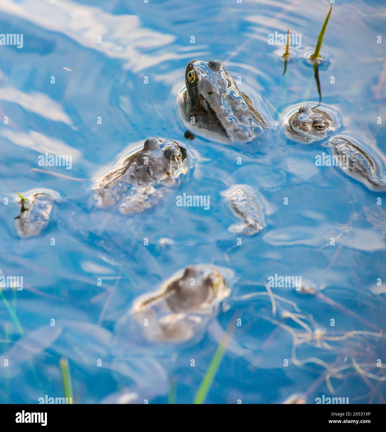 Grenouille commune (Rana temporaria), amphibien de l'année 2018, plusieurs animaux nageant dans un étang avec des boules de frai fraîches pendant la saison d'accouplement Banque D'Images