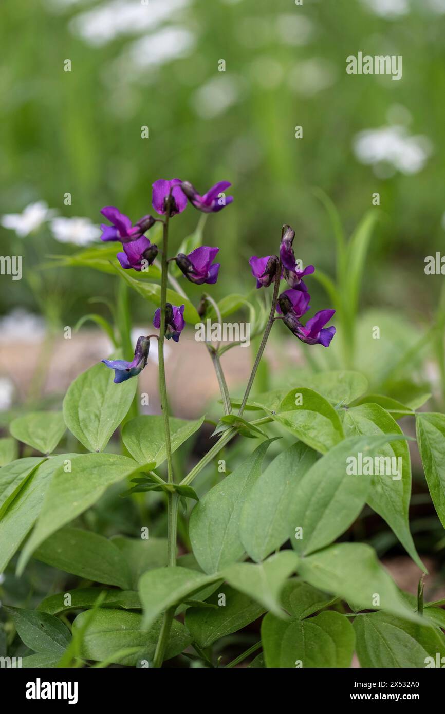 Vestes de printemps (Lathyrus vernus), Hainich, Thuringe, Allemagne Banque D'Images