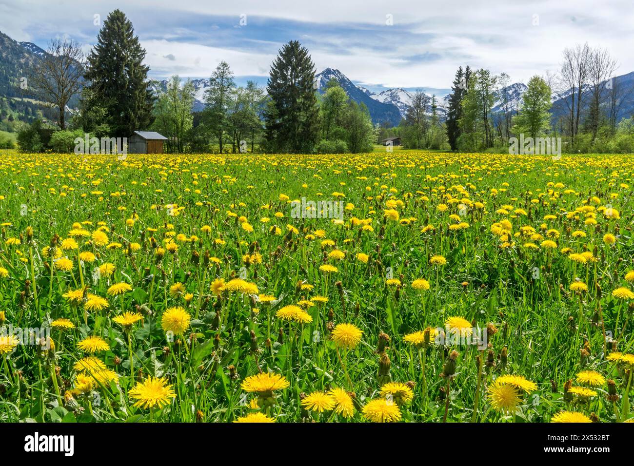 Pissenlit commun (Taraxacum), champ de pissenlits fleuris, derrière les montagnes des Alpes Allgaeu, Rubi, près d'Oberstdorf, Oberallgaeu, Allgaeu, Bavière Banque D'Images