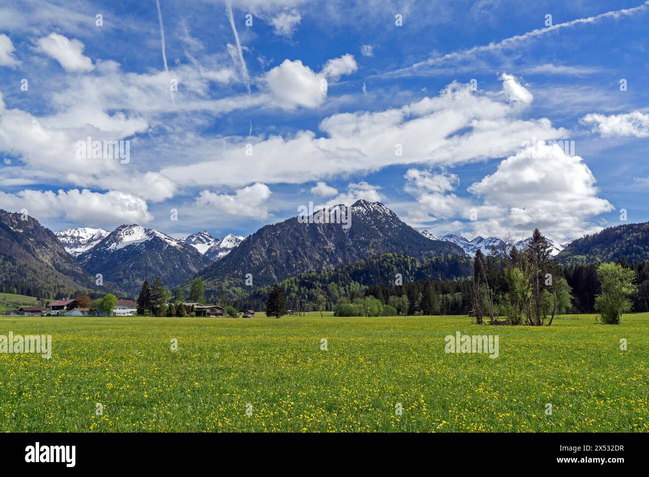 Pissenlit commun (Taraxacum), champ de pissenlits fleuris, derrière les montagnes des Alpes Allgaeu, Oberstdorf, Oberallgaeu, Allgaeu, Bavière, Allemagne Banque D'Images