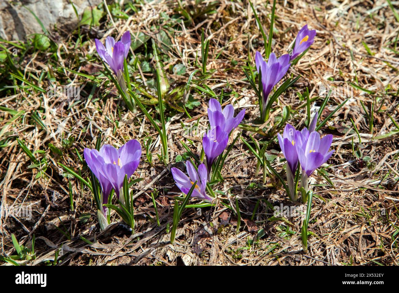 Crocus de printemps (Crocus vernus), Dietersbachtal, près d'Oberstdorf, Alpes d'Allgaeu, Oberallgaeu, Allgaeu, Bavière, Allemagne Banque D'Images