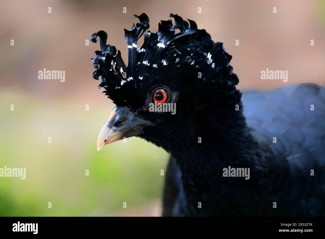 Curassow à bec rouge (Crax blumenbachii), adulte, femme, portrait, captif, Brésil, Amérique du Sud Banque D'Images