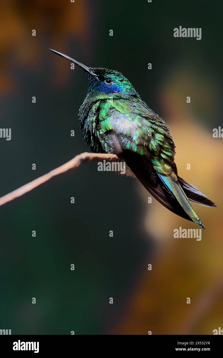 Colibri coruscans à oreilles violettes, adulte, mâle, en perche, captive, Amérique du Sud Banque D'Images