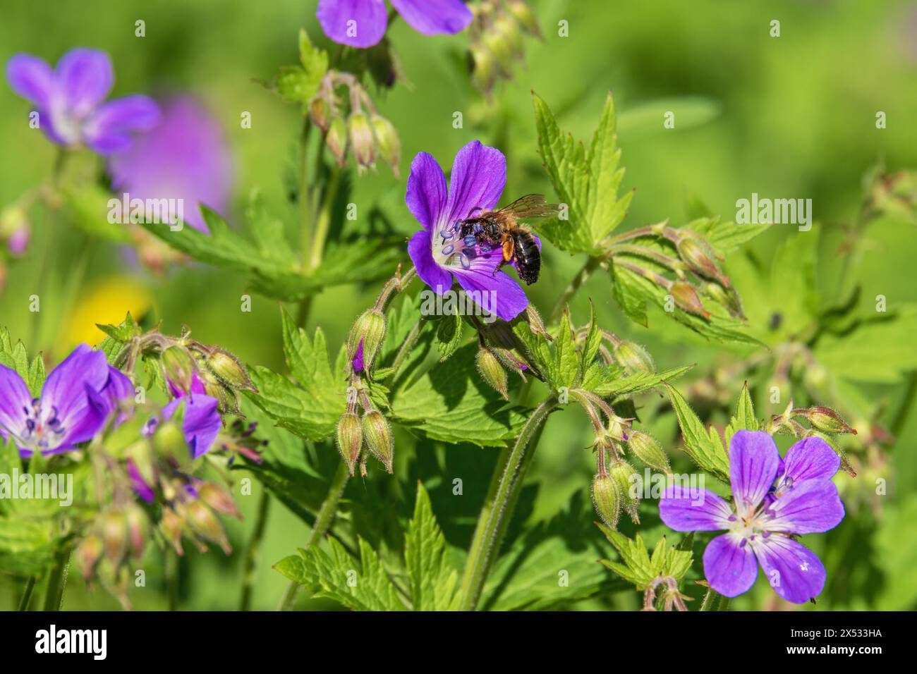 Bec de crane de bois fleuri (Geranium sylvaticum) avec une abeille pollinisatrice Banque D'Images