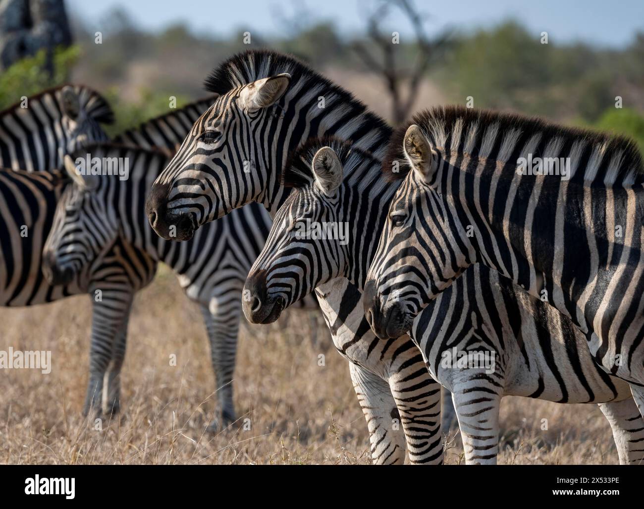 Zèbre des plaines (Equus Quagga), portraits d'animaux d'un groupe, Parc national Kruger, Afrique du Sud Banque D'Images