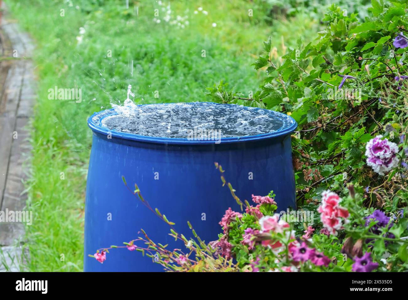 Un tonneau bleu pour recueillir l'eau de pluie. Collecte de l'eau de pluie dans un récipient en plastique. Collecte de l'eau de pluie pour arroser le jardin. Collecti écologique Banque D'Images