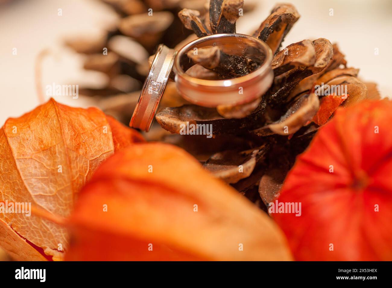 Dans cette composition chaleureuse, deux bandes de mariage sont perchées au sommet d'une pomme de pin, encadrées par les textures douces des feuilles d'automne. L'image transmet le romantisme et l'intemporalité d'un mariage, enrichi par les tons naturels et terreux de la saison d'automne. Élégance nuptiale : bandes de mariage contre un affichage d'automne rustique. Photo de haute qualité Banque D'Images