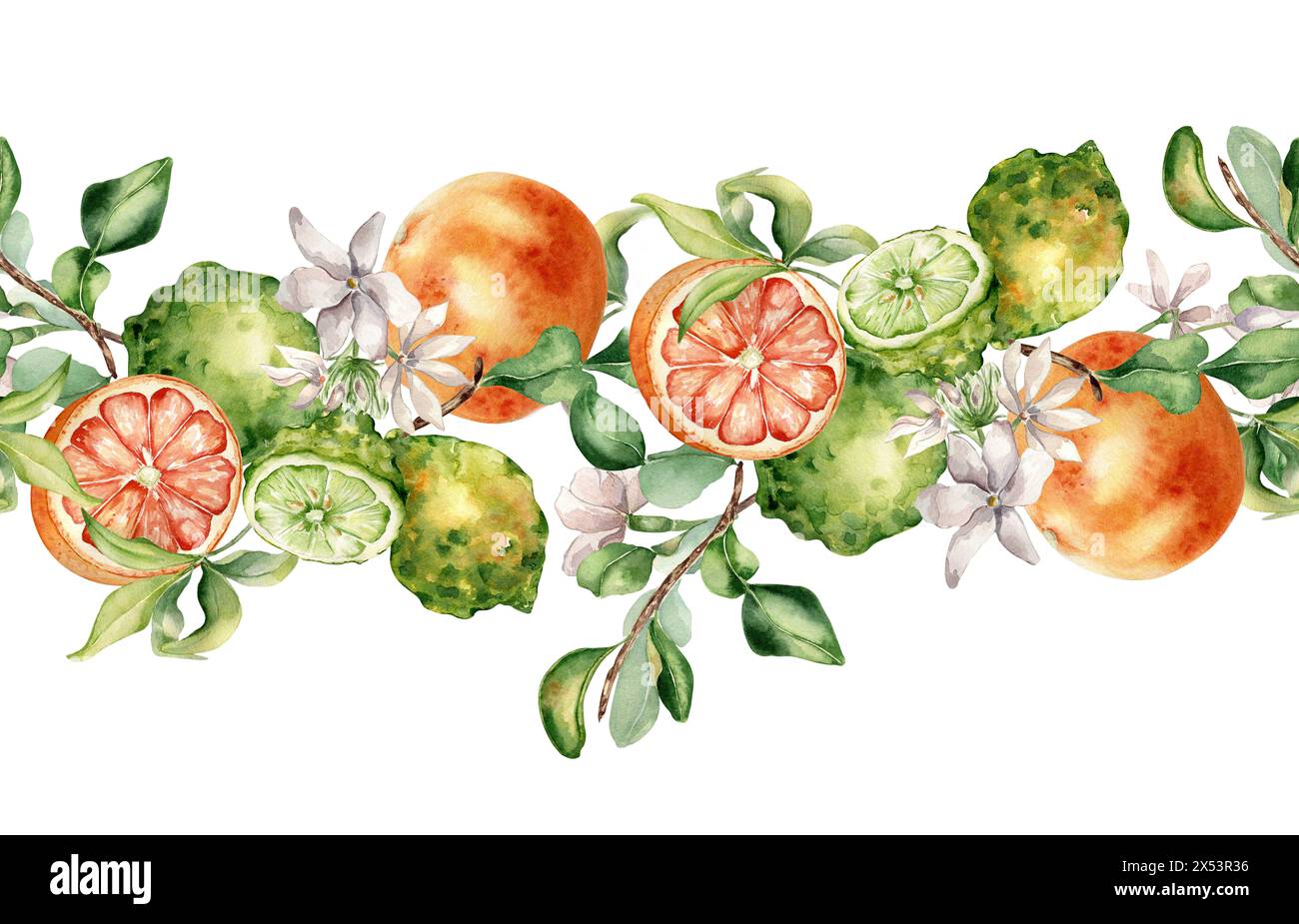 Agrumes pamplemousse et bergamote avec fleurs de jasmin aquarelle bordure sans couture isolée. Plantes d'été dessinées à la main avec peau vert orange en bot Banque D'Images