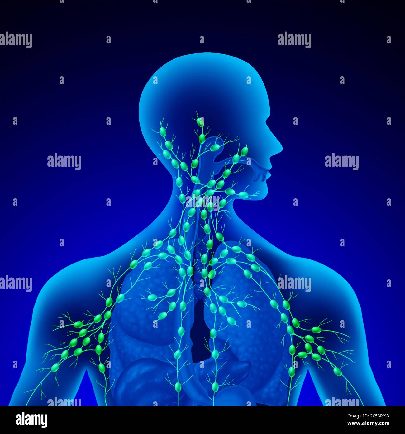 Ganglions lymphatiques humains en tant que glande du système lymphatique concept et système immunitaire en tant qu'anatomie humaine concept d'organe lymphoïde avec vaisseaux ganglionnaires. Banque D'Images