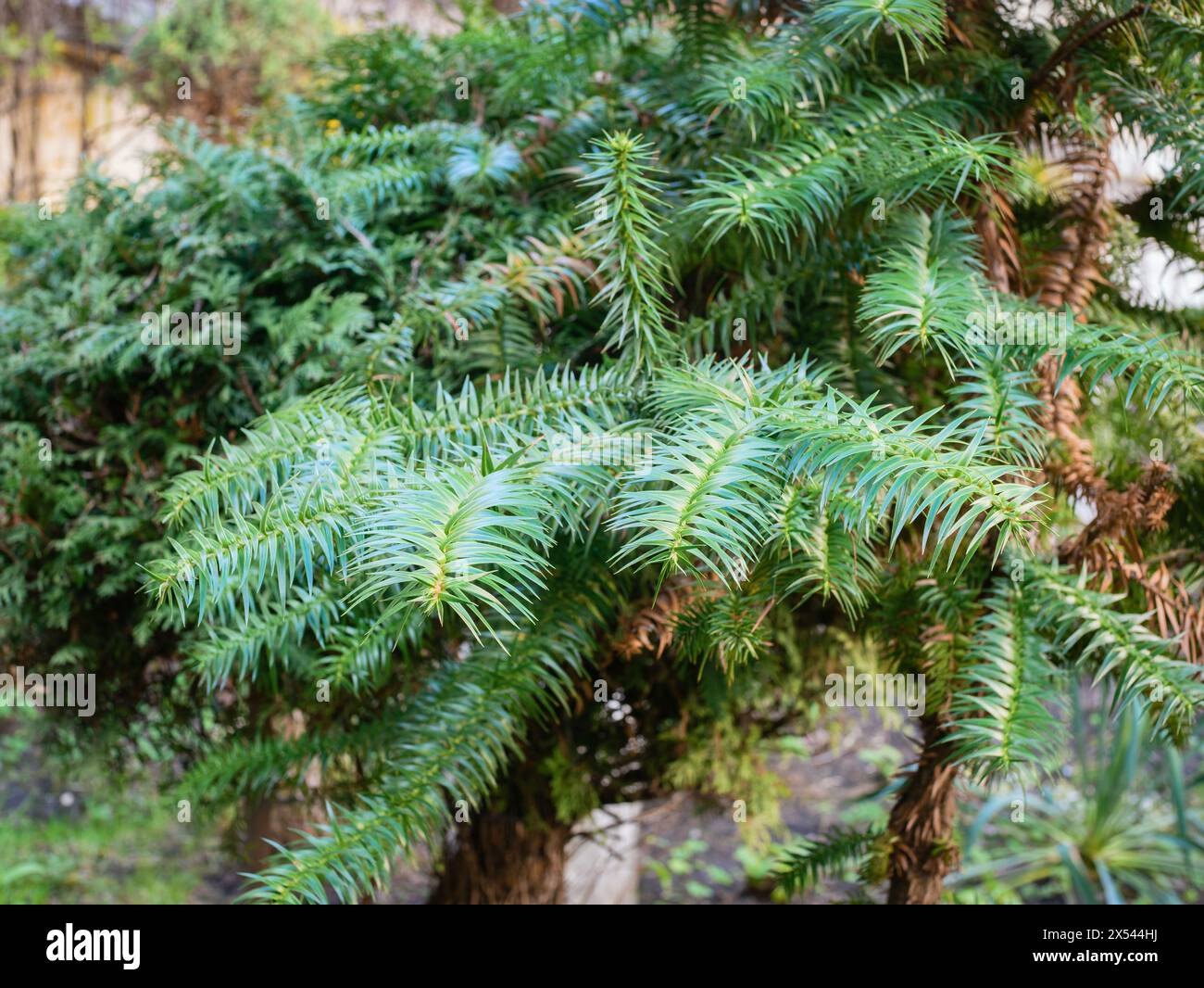 Branche de Cunninghamia lanceolata, communément appelée gros plan de sapin chinois Banque D'Images