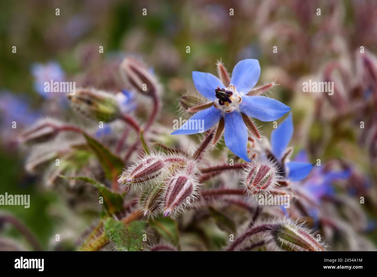 Fleur de bourrache sur un fond vert flou Banque D'Images