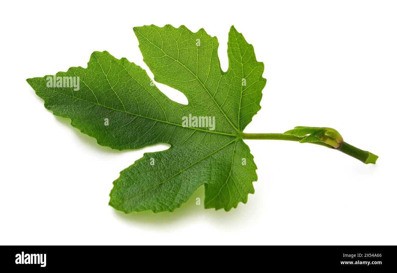 Fig leaf isolé sur fond blanc Banque D'Images