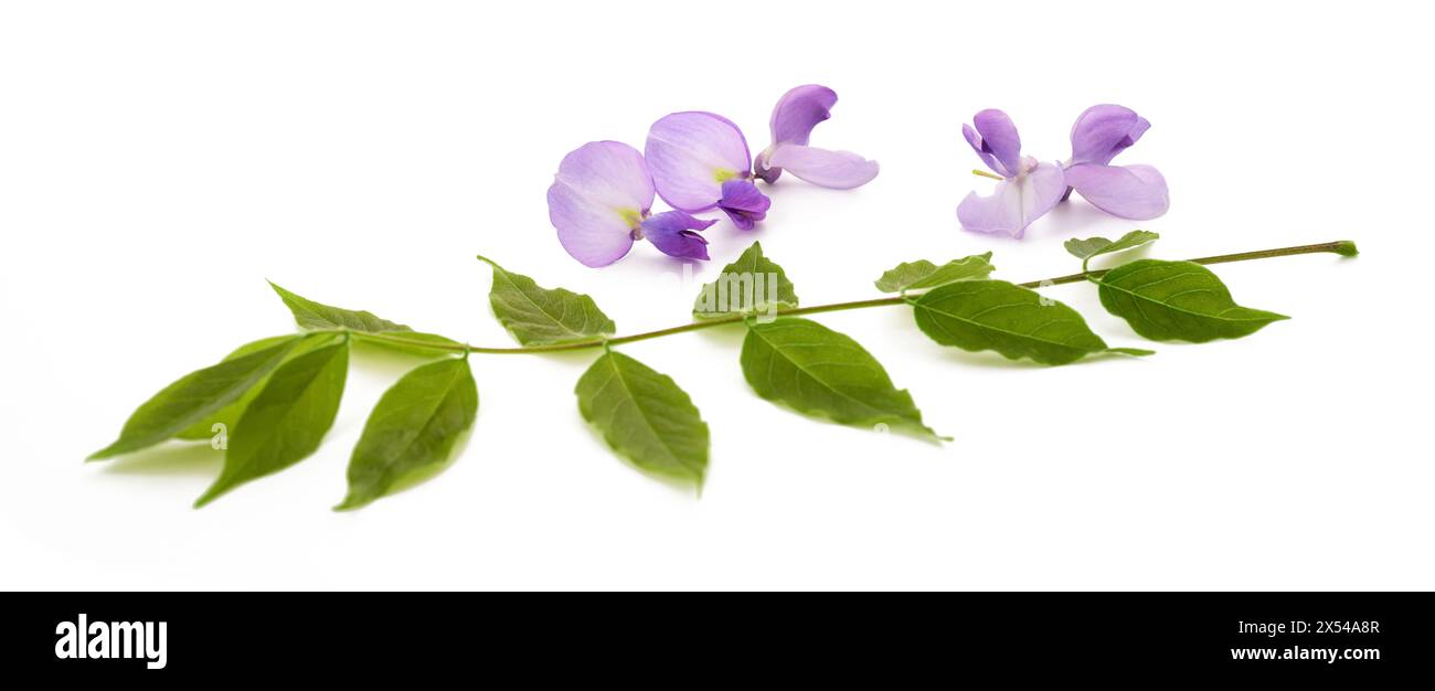 Branche de Wisteria avec des fleurs isolées sur blanc Banque D'Images Branche de Wisteria avec des fleurs isolées sur blanc Banque D'Images