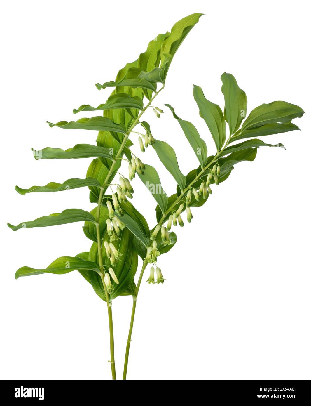 Sceau des solomons angulaires Banque de photographies et d’images à ...