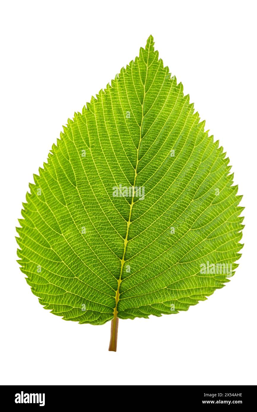 Feuille de buisson de boule de neige japonaise isolée sur fond blanc Banque D'Images