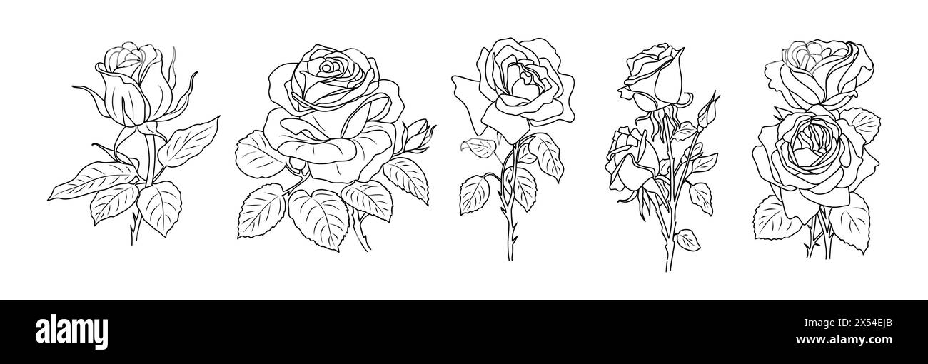 Vecteur d'art de ligne de fleur de mois de naissance rose juin Illustration de Vecteur