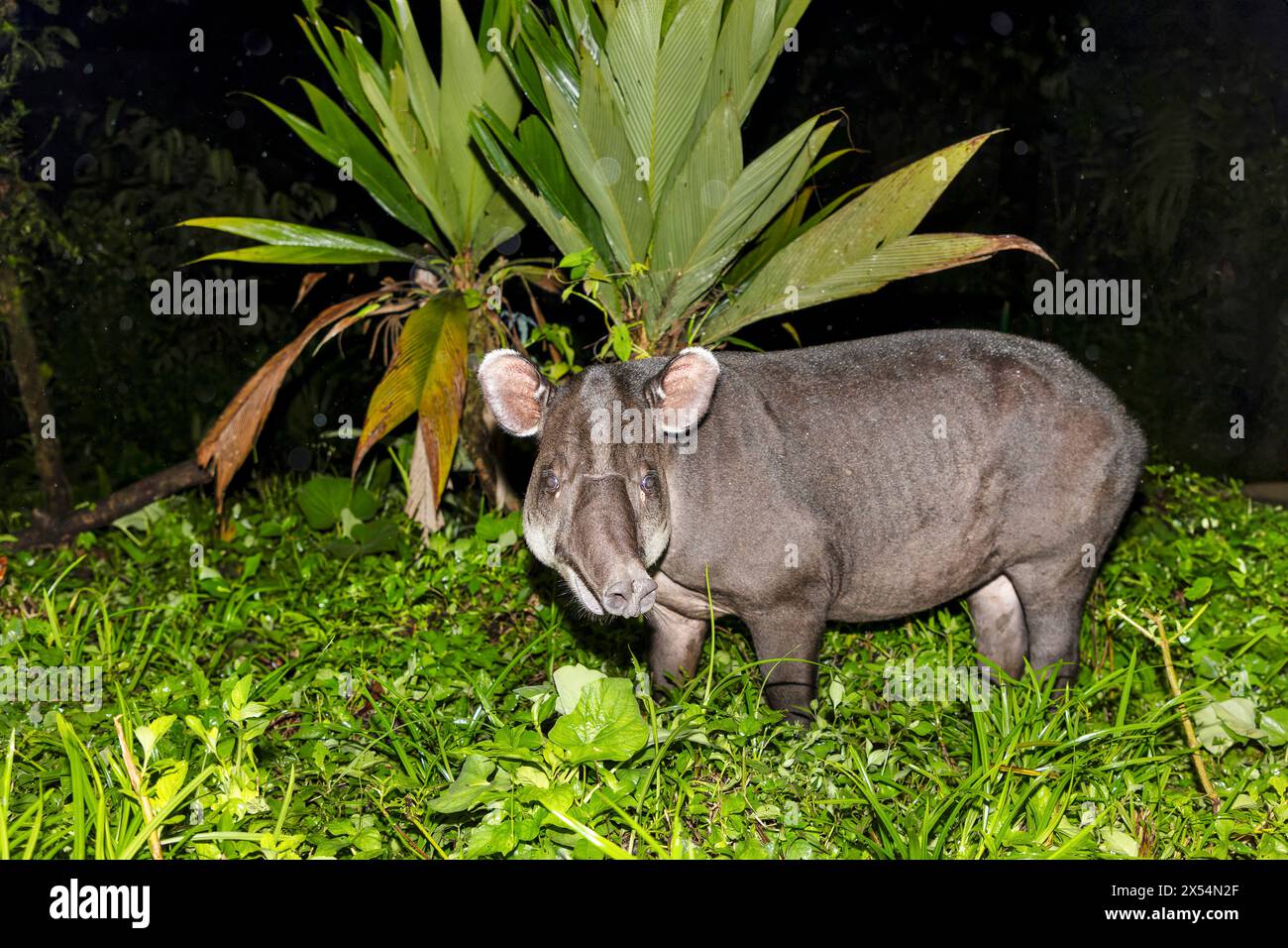 Tapir de Baird, tapir d'Amérique centrale (Tapirus bairdii), se dresse au bord de la forêt tropicale la nuit, Costa Rica, Guapiles Banque D'Images