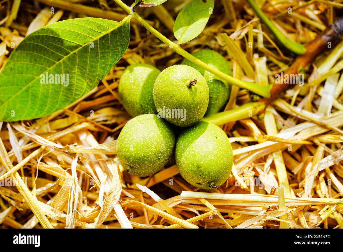 Noix (Juglans regia), noix non mûres sur paille Banque D'Images