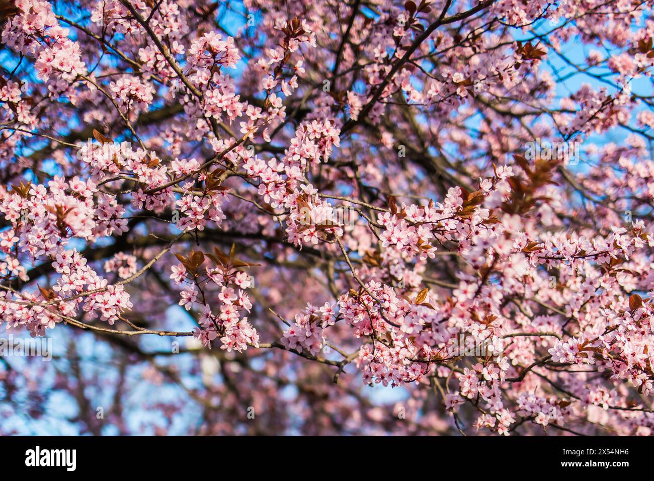 Foyer sélectif de belles branches de fleurs de cerisier rose sur l'arbre sous le ciel bleu, belles fleurs de Sakura pendant la saison du printemps dans le parc, Na Banque D'Images