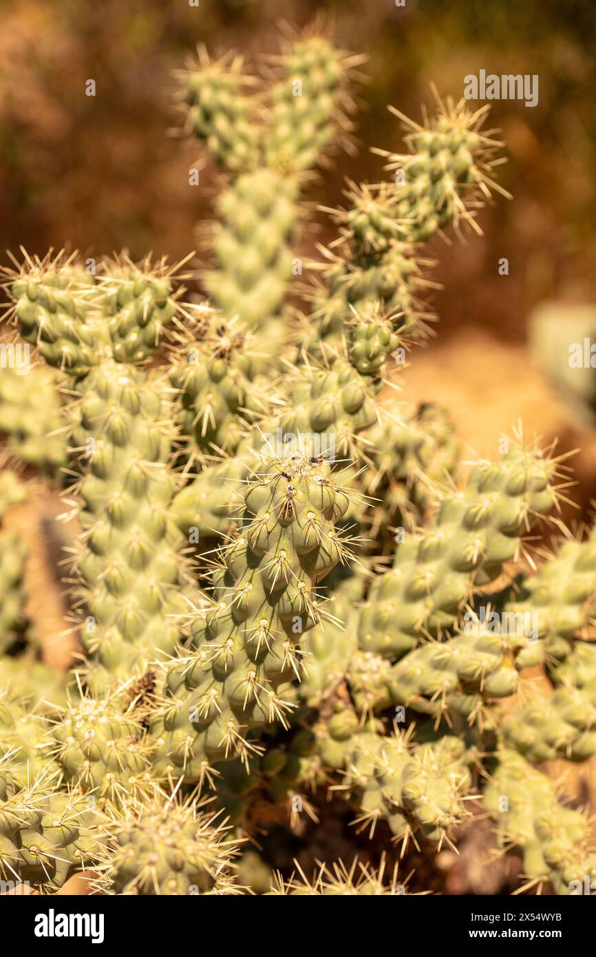 Portrait naturel de plante fleurie en gros plan du fruit à chaîne lisse Cholla Cylindropuntia fulgida) dans Catalina State Park, Oro Valley, Arizona, États-Unis. Ensoleillé Banque D'Images