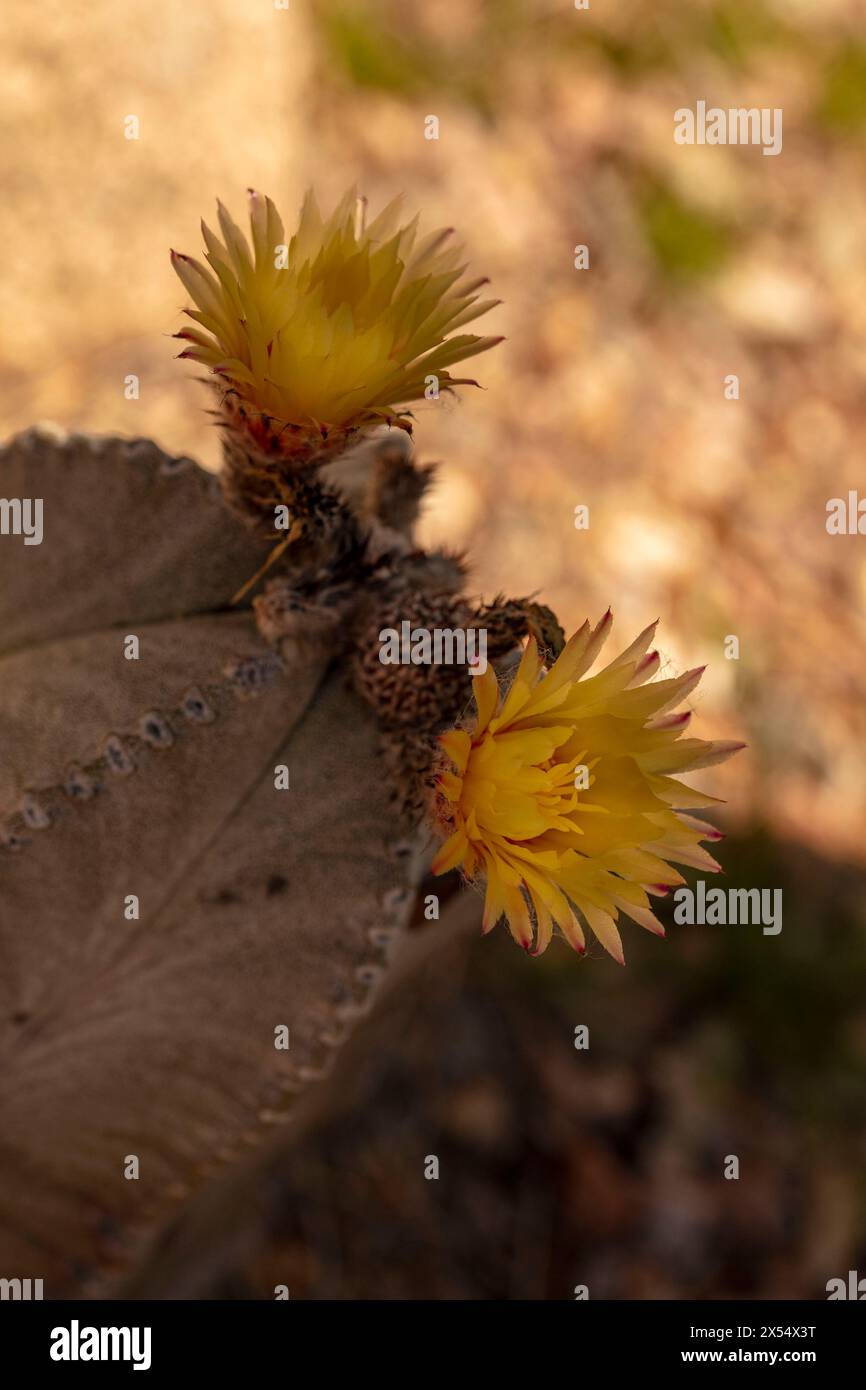 Portrait rapproché naturel du myriostigma rare / en voie de disparition d'Astrophytum, cactus de chapeau d'évêque, dans le doux soleil de l'Arizona. Séduisant, étonnant, Banque D'Images